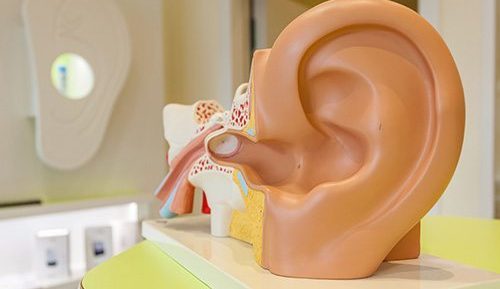 Großes anatomisches Ohrmodell zur Veranschaulichung von Hörakustik und Ohrgesundheit.